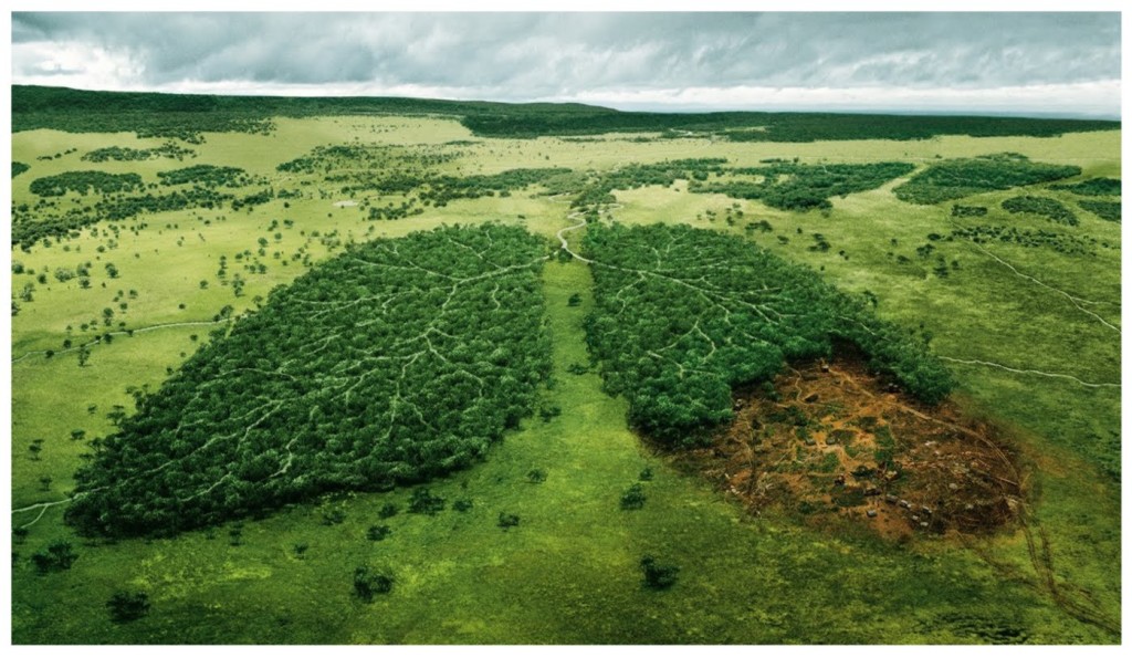 Bosques_Pulmones_Tierra